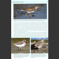 Shorebirds of Northern Hemisphere (Chandler, R. 2009)