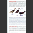 Kaufman Field Guide to advanced birding (Kaufman, K. 2011)