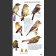 Kaufman Field Guide to advanced birding (Kaufman, K. 2011)