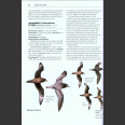 Rare Birds of North America (Howell, S.N.G. ym. 2014)