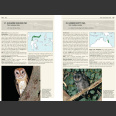 Owls of the World - A Photographic Guide: Second Edition (Mikkola, H. 2013)
