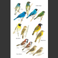 Birds of Aruba, Curacao and Bonaire (Boer ym. 2012)