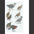 Birds of Pakistan (Grimmet, R., Roberts, T. & Inskipp, T. 2009)