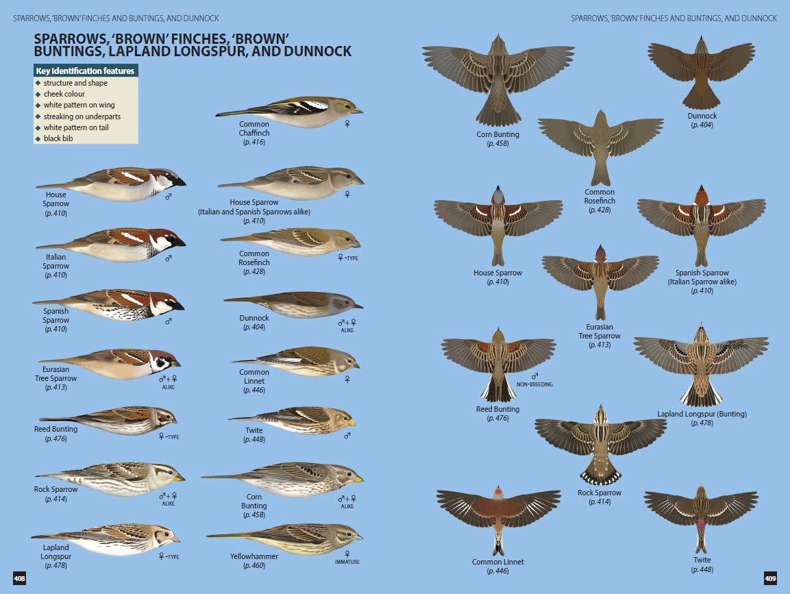 Flight Identification Of European Passerines And Select Landbirds T 
