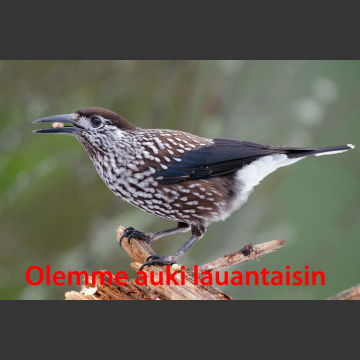Olemme joulun aikaan auki myös lauantaisin klo 10-14
