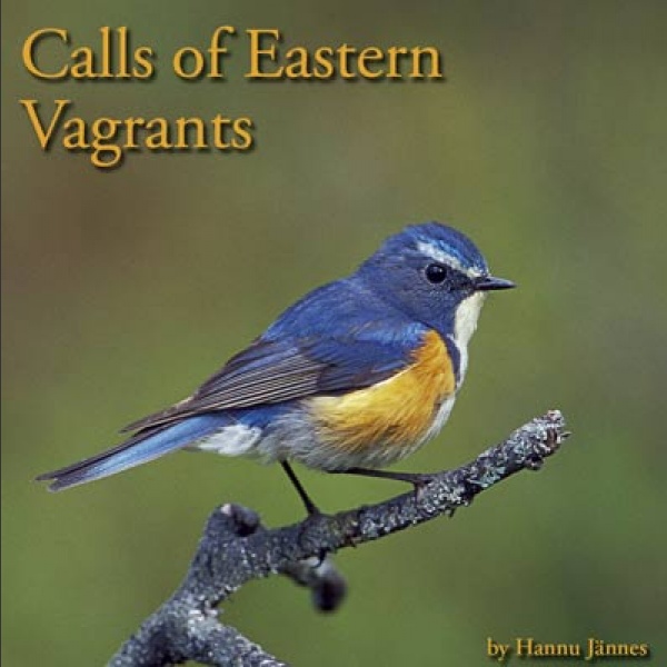 Calls of Eastern Vagrants; Jännes