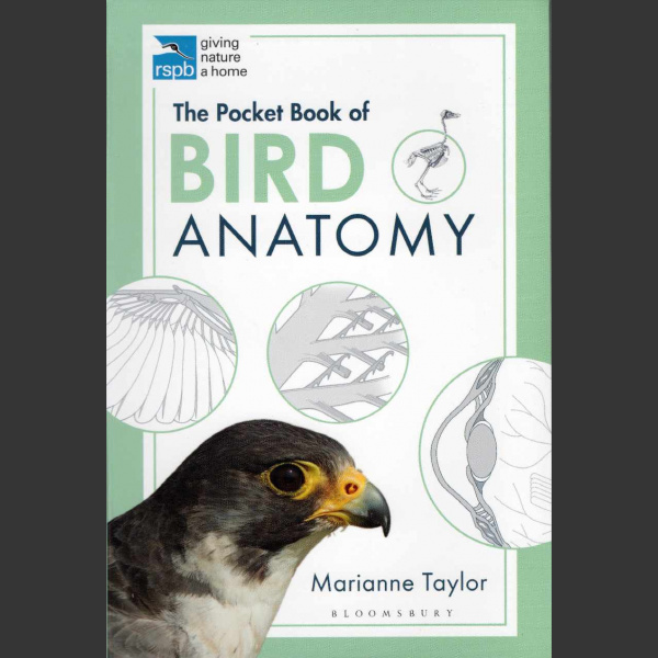 Bird Anatomy (Taylor, M. 2020)