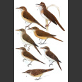 Reed and Bush Warblers; Kennerley (2010)