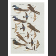 Birds of Chile (Jaramillo, A. 2004)