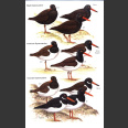 Waders of Europe, Asia and North America (Message, S. 2005)