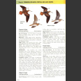 Waders of Europe, Asia and North America (Message, S. 2005)