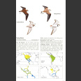 Waders of Europe, Asia and North America (Message, S. 2005)