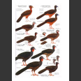 Birds of Northern South America, osa 1: kartat ja kuvataulut (Restall, R. 2006)