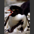 Penguins of the World (Lynch, W. 2007)