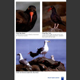Shorebird Guide (O'Brien, M., ym. 2006)