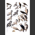 Birds of Peru (Schulenberg, T. S. ym. 2007)