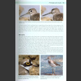 Shorebirds of Northern Hemisphere (Chandler, R. 2009)