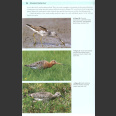 Shorebirds of Northern Hemisphere (Chandler, R. 2009)