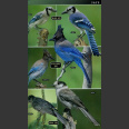 Photographic guide Birds of Western North America (Sterry, ym. 2009)