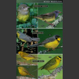 Photographic guide Birds of Western North America (Sterry, ym. 2009)