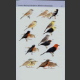 Field Guide to birds of Brazil (Perlo, B. van 2009)