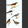 Birds of Panama A Field Guide, George R Angehr and Robert Dean 2010