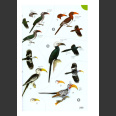 Birds of Africa south of the Sahara, edition: 2 (Sinclair & Ryan 2010)