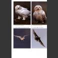 Snowy Owl (Potapov, E. & Sale, R. 2012)
