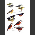 Birds of Ecuador (Freile, J. ja Restall, R. 2018)