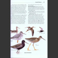 Rare Birds of North America (Howell, S.N.G. ym. 2014)