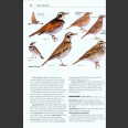 Rare Birds of North America (Howell, S.N.G. ym. 2014)