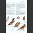 Rare Birds of North America (Howell, S.N.G. ym. 2014)