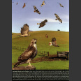 Crossley ID Guide, Raptors (Crossley, R. 2013)