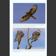 Birds of Iberian Peninsula (Juana. E. D. & Garcia, E. 2015)