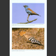 Birds of Iberian Peninsula (Juana. E. D. & Garcia, E. 2015)