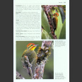 Woodpeckers of the world (Gorman, G. 2014)