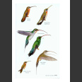 Birds of Costa Rica 2. ed (Garrigues, R. & Dean, R. 2014)