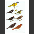 Birds of Costa Rica 2. ed (Garrigues, R. & Dean, R. 2014)