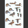 Wildfowl of Europe, Asia and North America (Reeber, S. 2015)