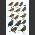 Robins and Chats (Clements, P., 2015)