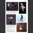 Gulls of the world (Malling Olsen, K. 2018)