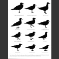 Gulls Simplified (Dunne, P. and Karlson, K. T. 2019)