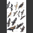 Birds of Cyprus ( Colin Richardson, Richard Porter 2020)