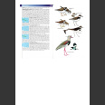 Birds of West Indies (Raffaele, H. 2007)