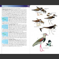 Birds of West Indies, kenttäversio (Raffaele ym. 2nd edition 2020)