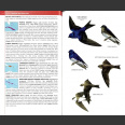 Birds of West Indies, kenttäversio (Raffaele ym. 2nd edition 2020)