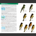 Birds of West Indies, kenttäversio (Raffaele ym. 2nd edition 2020)