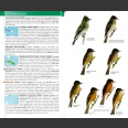 Birds of West Indies, kenttäversio (Raffaele ym. 2nd edition 2020)