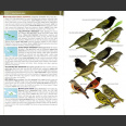 Birds of West Indies, kenttäversio (Raffaele ym. 2nd edition 2020)