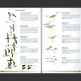 Birds of Chile, ( Piña, Cifuentes 2021)